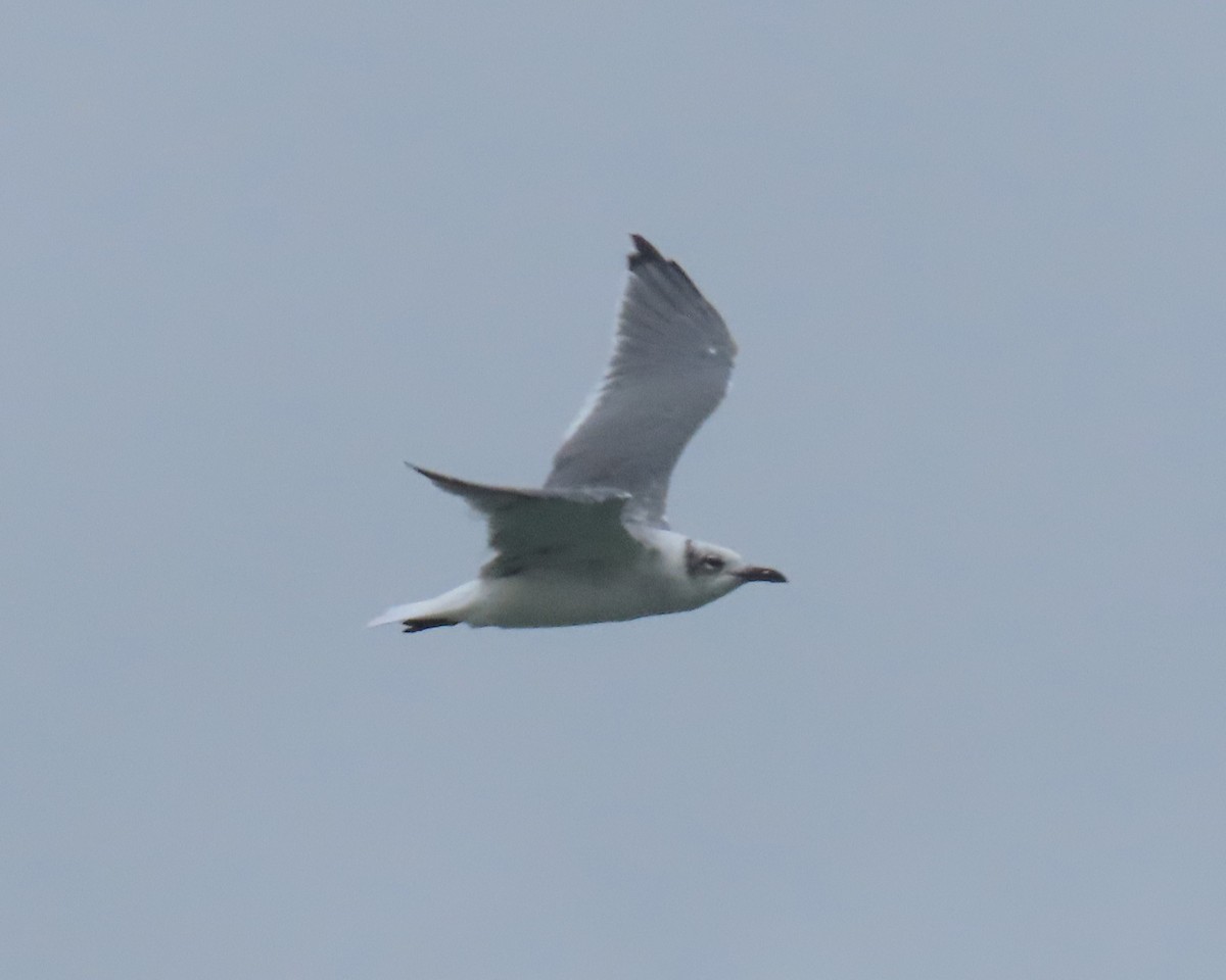Laughing Gull - ML642838642