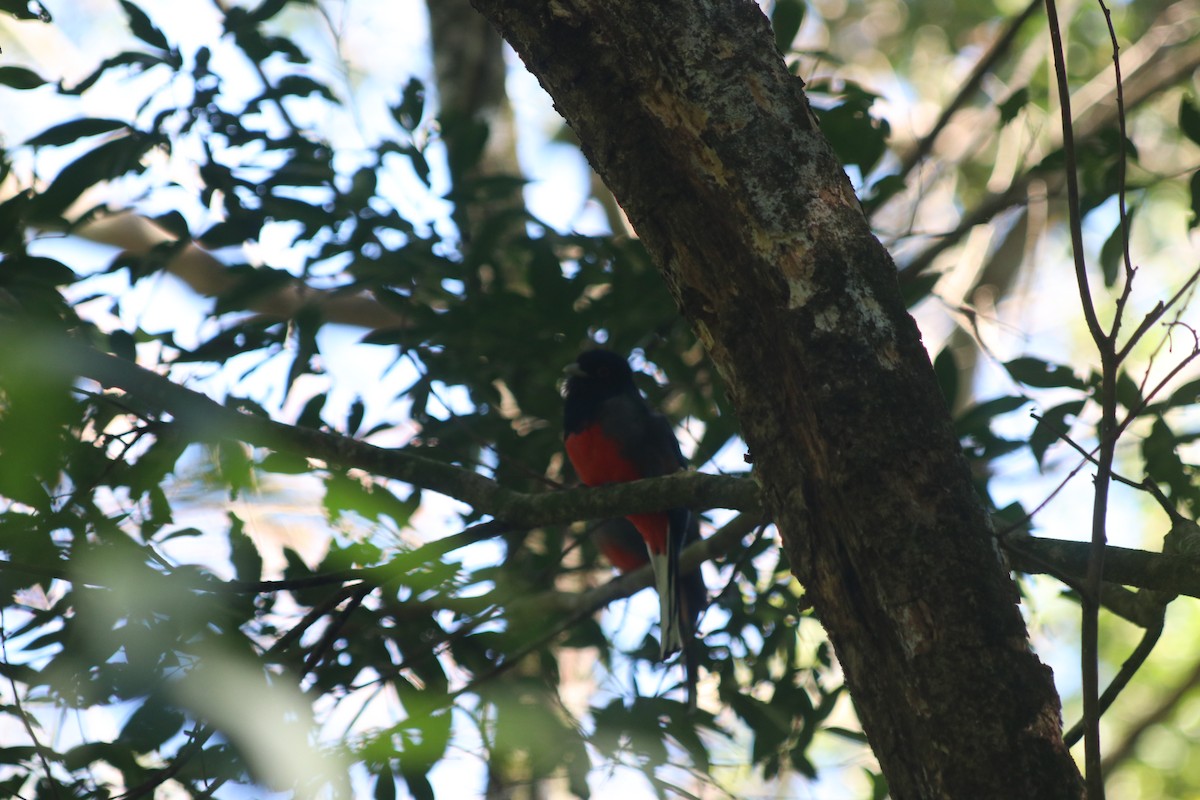 Surucua Trogon - ML642838648