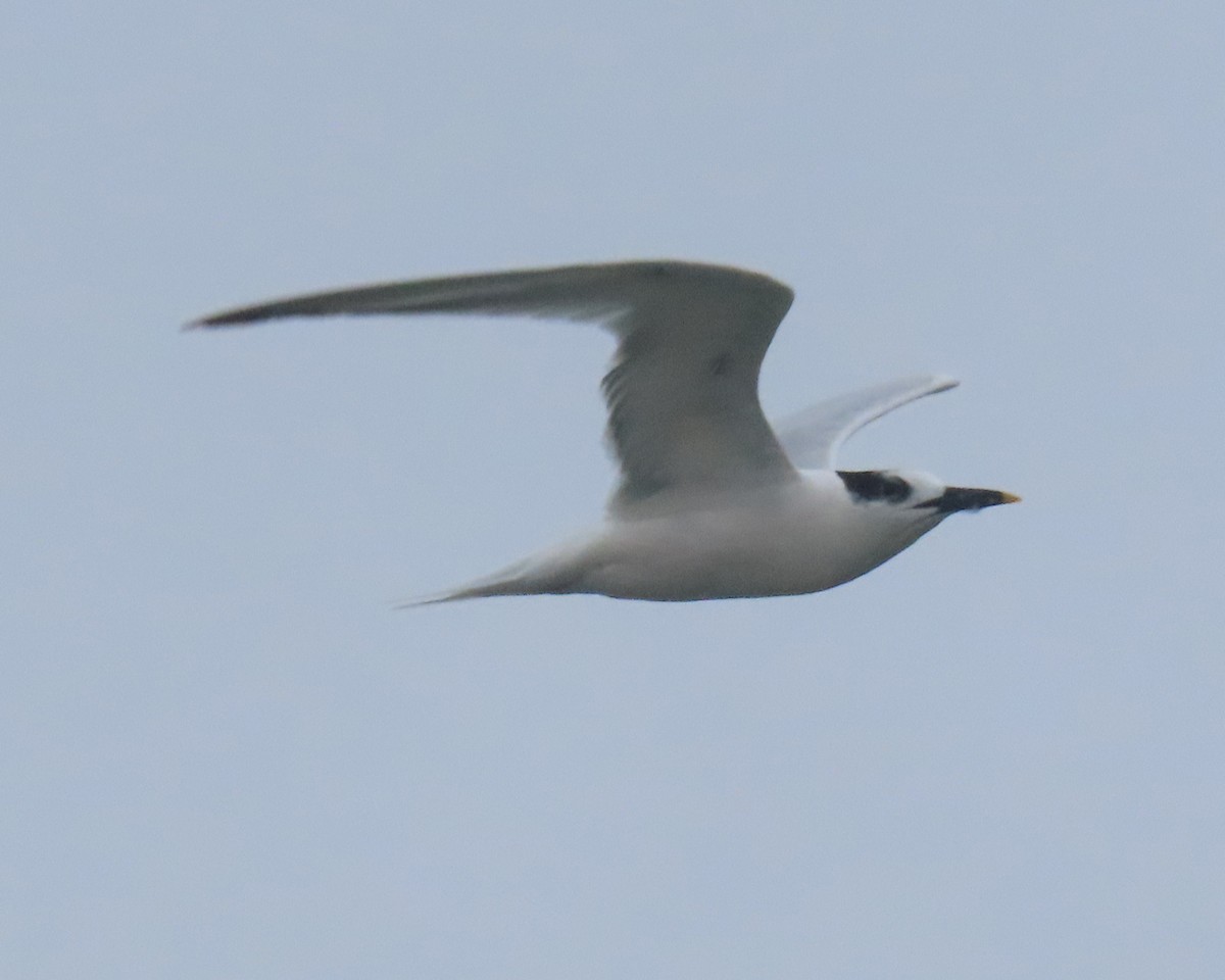Sandwich Tern - ML642838653