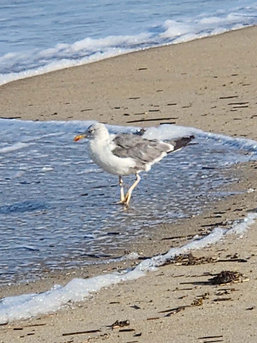 ニシセグロカモメ - ML642838655