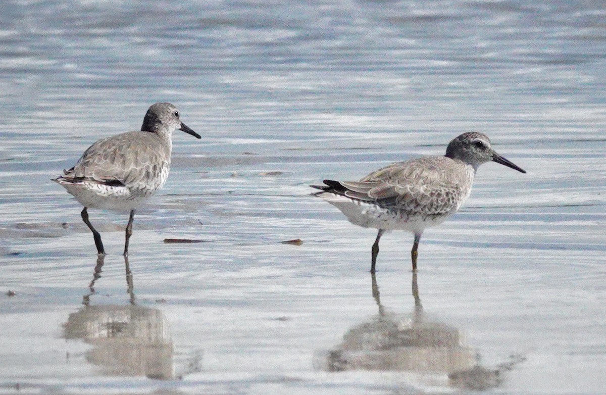 Red Knot - ML642838656