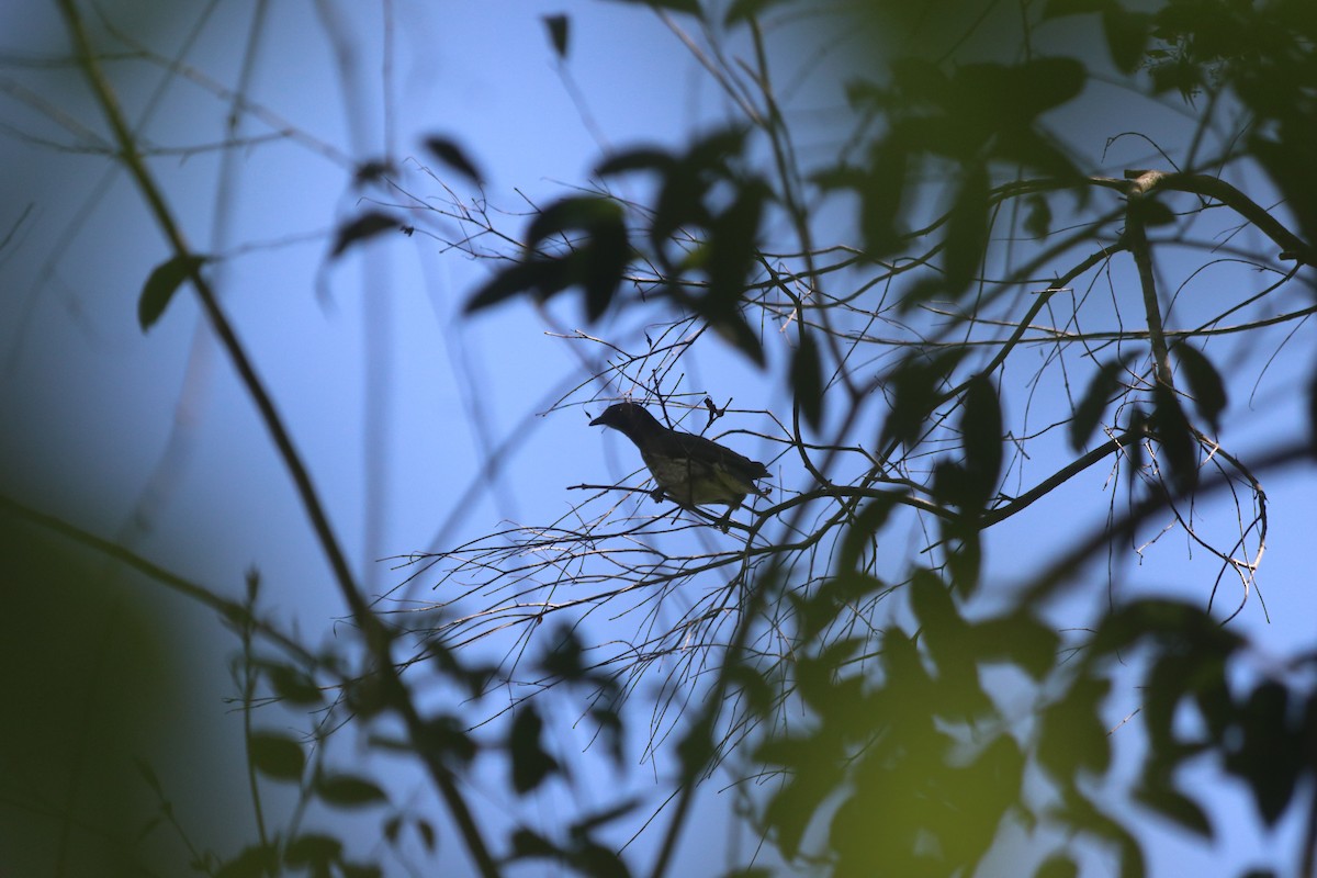 Bare-throated Bellbird - ML642838657