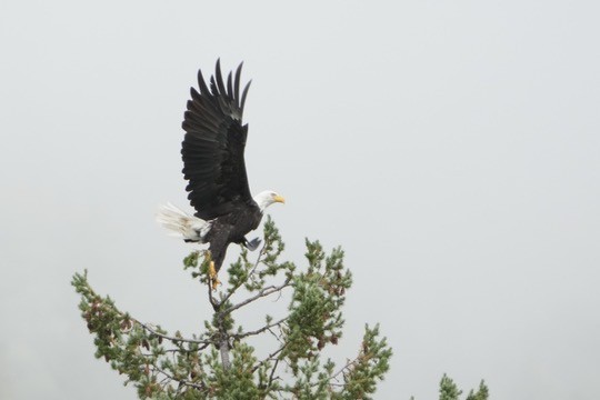 ハクトウワシ - ML642838658