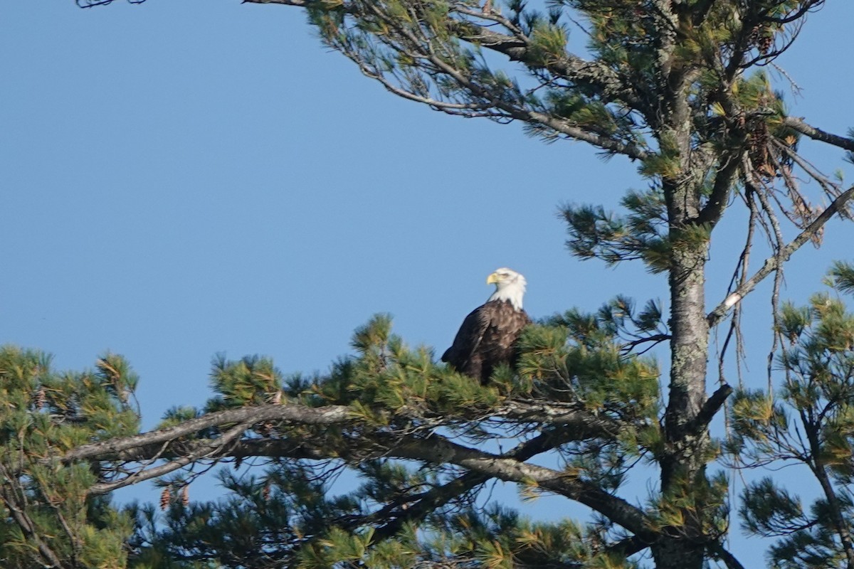 Bald Eagle - ML642838659