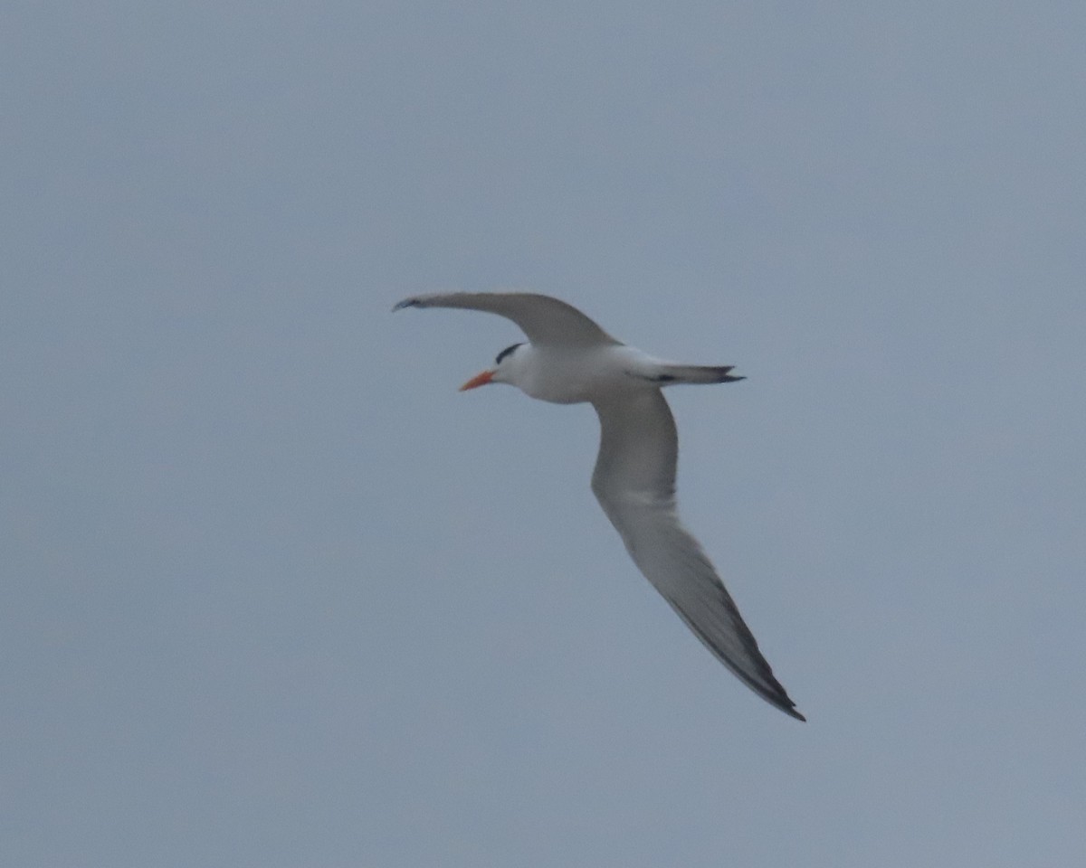 Royal Tern - ML642838671