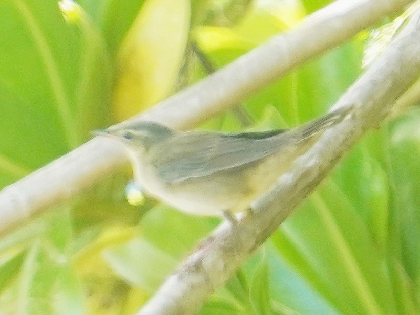 Middendorff's Grasshopper Warbler - ML642838673