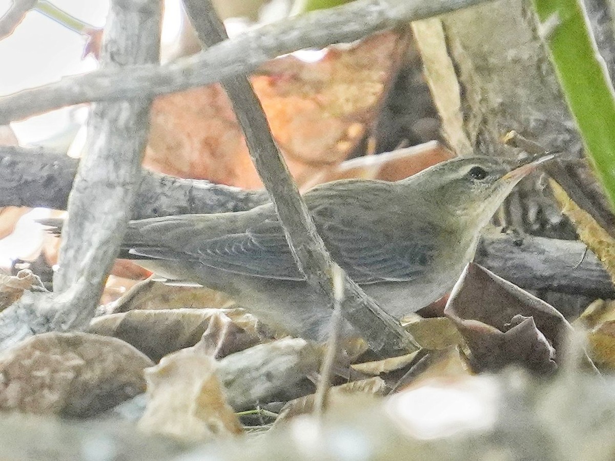 Middendorff's Grasshopper Warbler - ML642838674