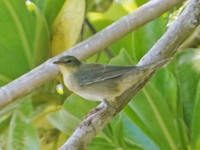 Middendorff's Grasshopper Warbler - ML642838675