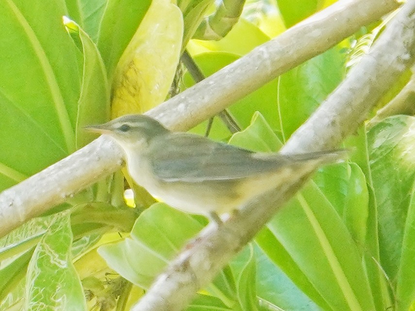 Middendorff's Grasshopper Warbler - ML642838676