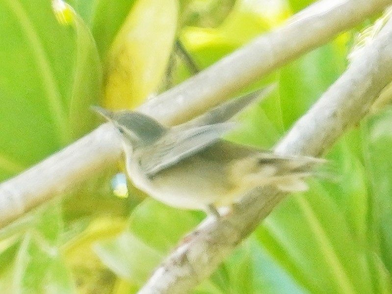 Middendorff's Grasshopper Warbler - ML642838677
