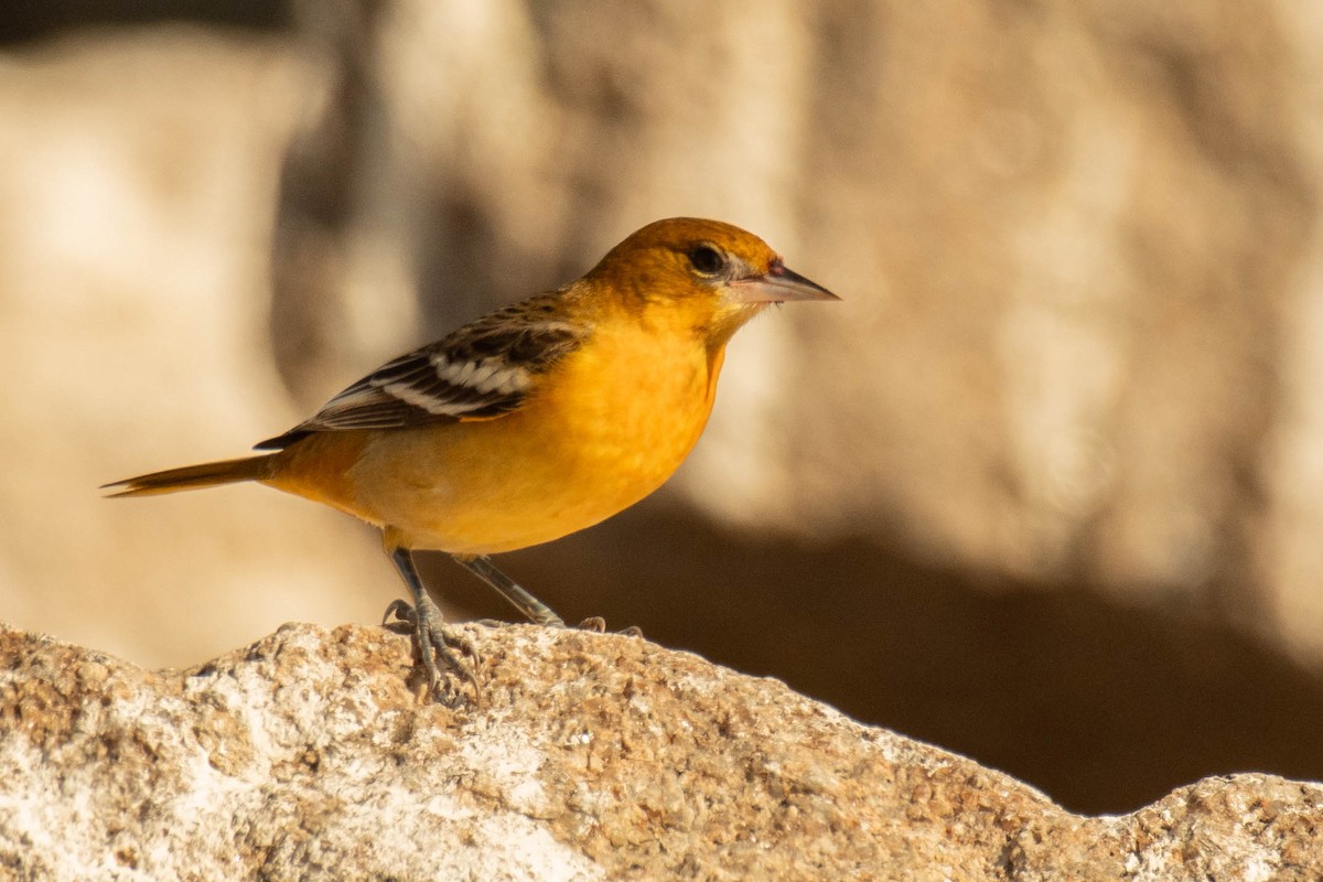 Baltimore Oriole - ML642838680