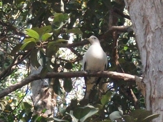 Torresian Imperial-Pigeon - ML642838681