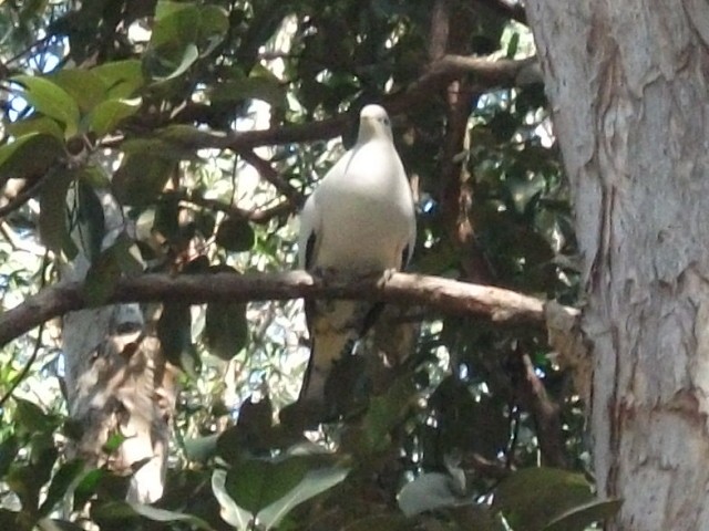 Torresian Imperial-Pigeon - ML642838682