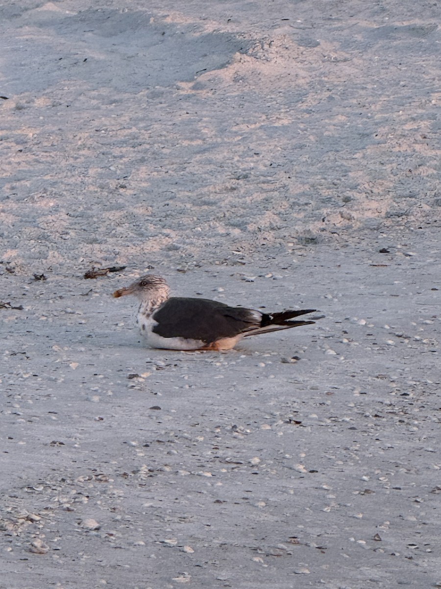 Lesser Black-backed Gull - ML642838683