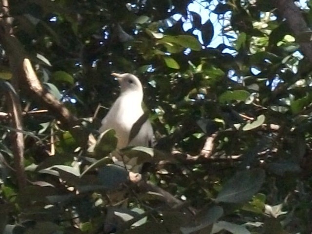 Torresian Imperial-Pigeon - ML642838684