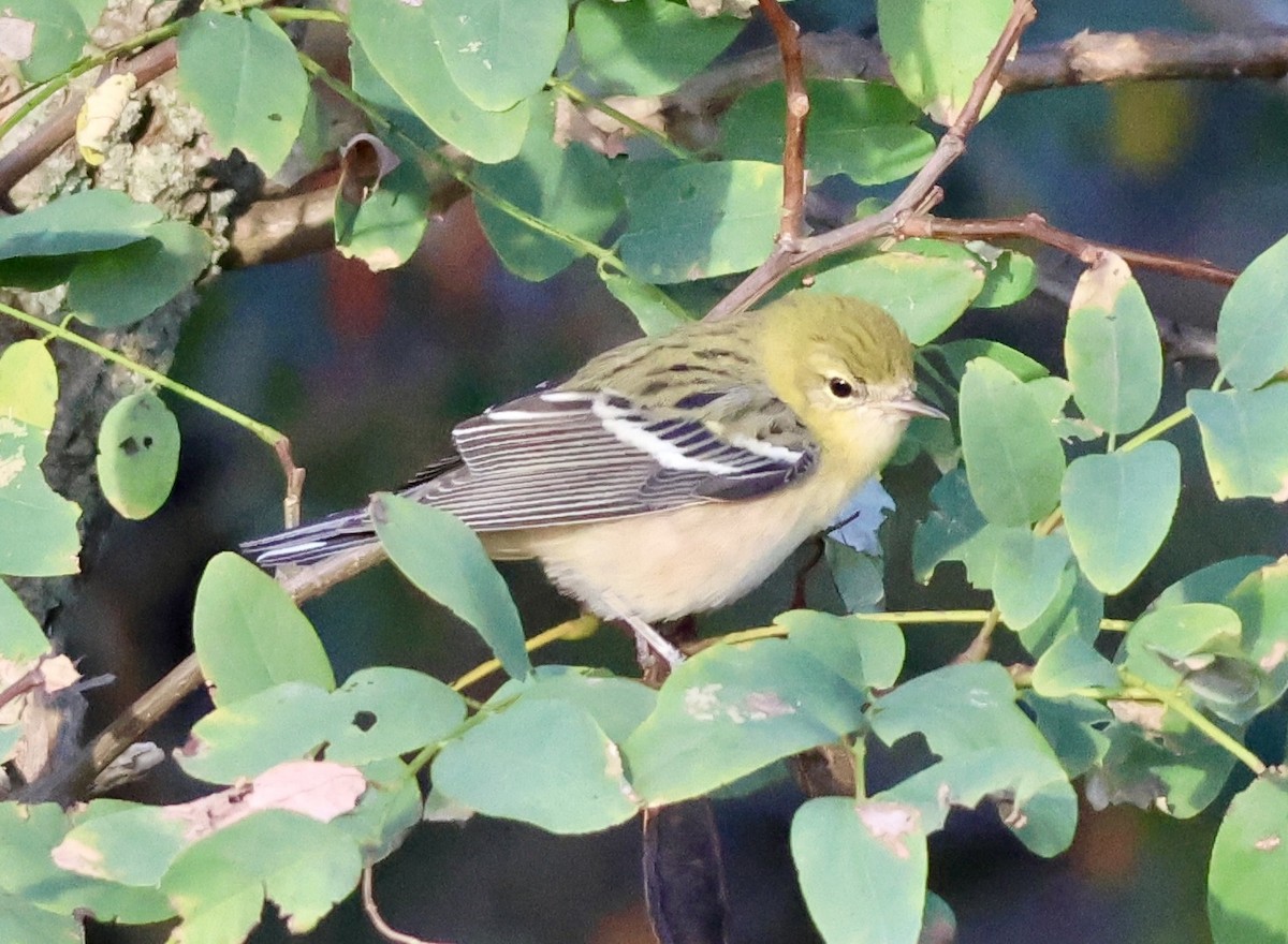 Braunkehl-Waldsänger - ML642838685