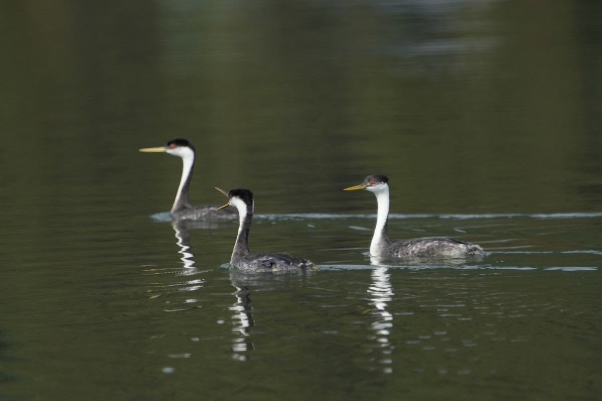 Western Grebe - ML642838686