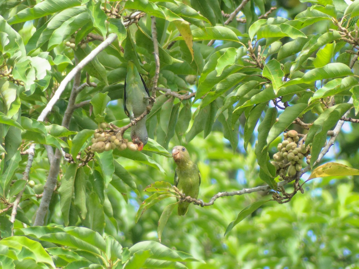 Blue-rumped Parrot - ML642838687