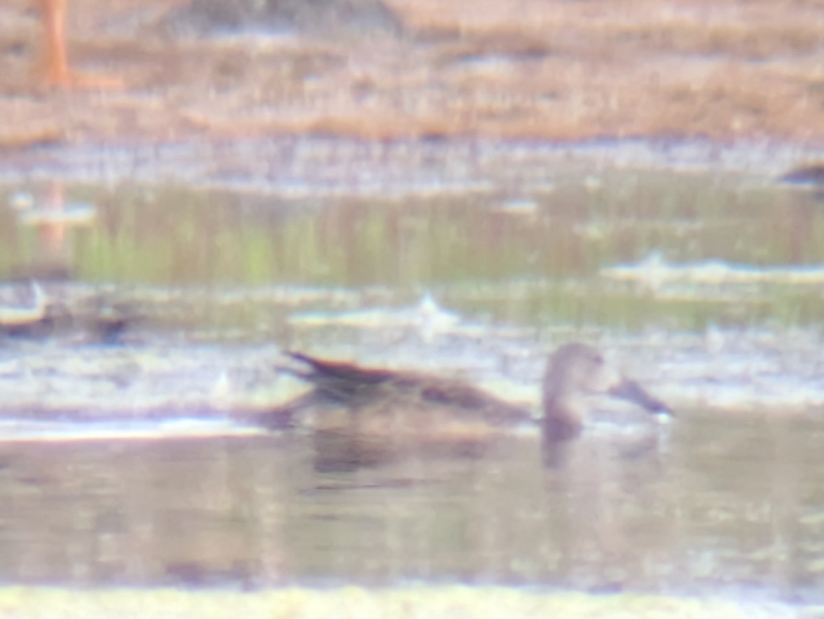 Blue-winged Teal - ML642838688