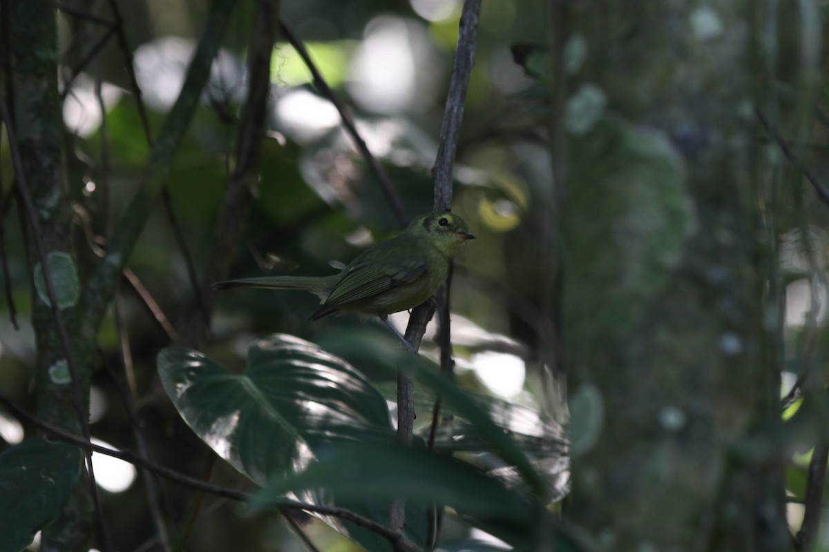 Oustalet's Tyrannulet - ML642838689