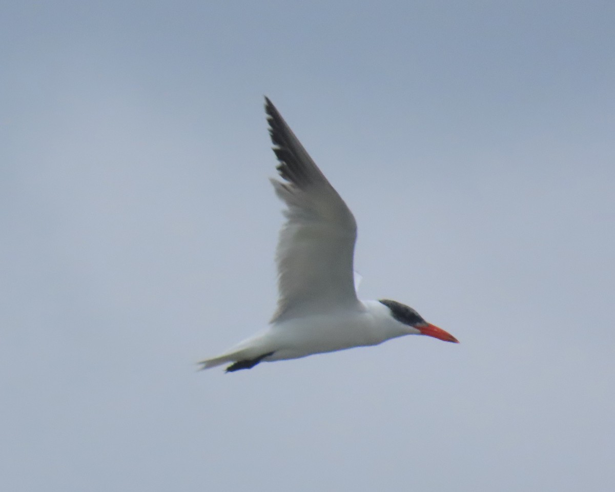 Caspian Tern - ML642838690