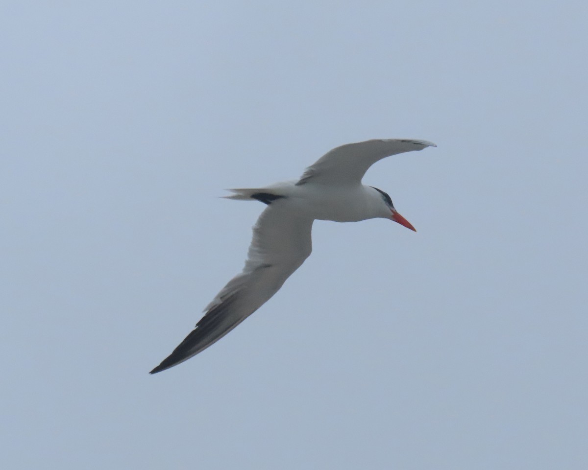 Caspian Tern - ML642838691