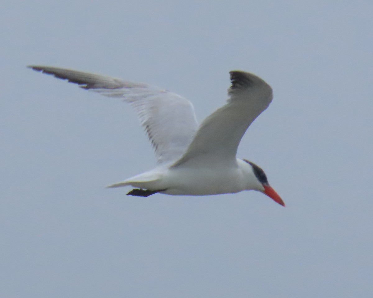 Caspian Tern - ML642838692