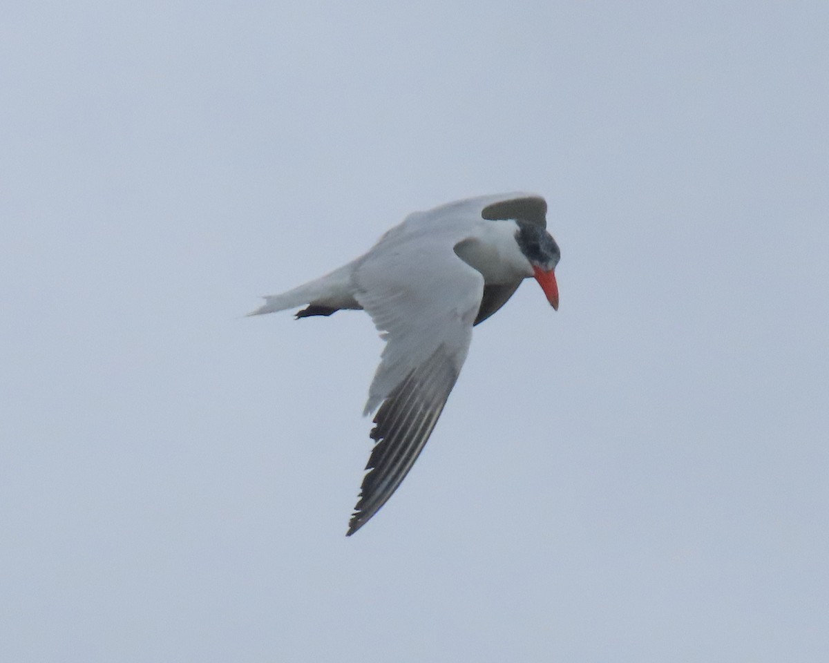 Caspian Tern - ML642838693