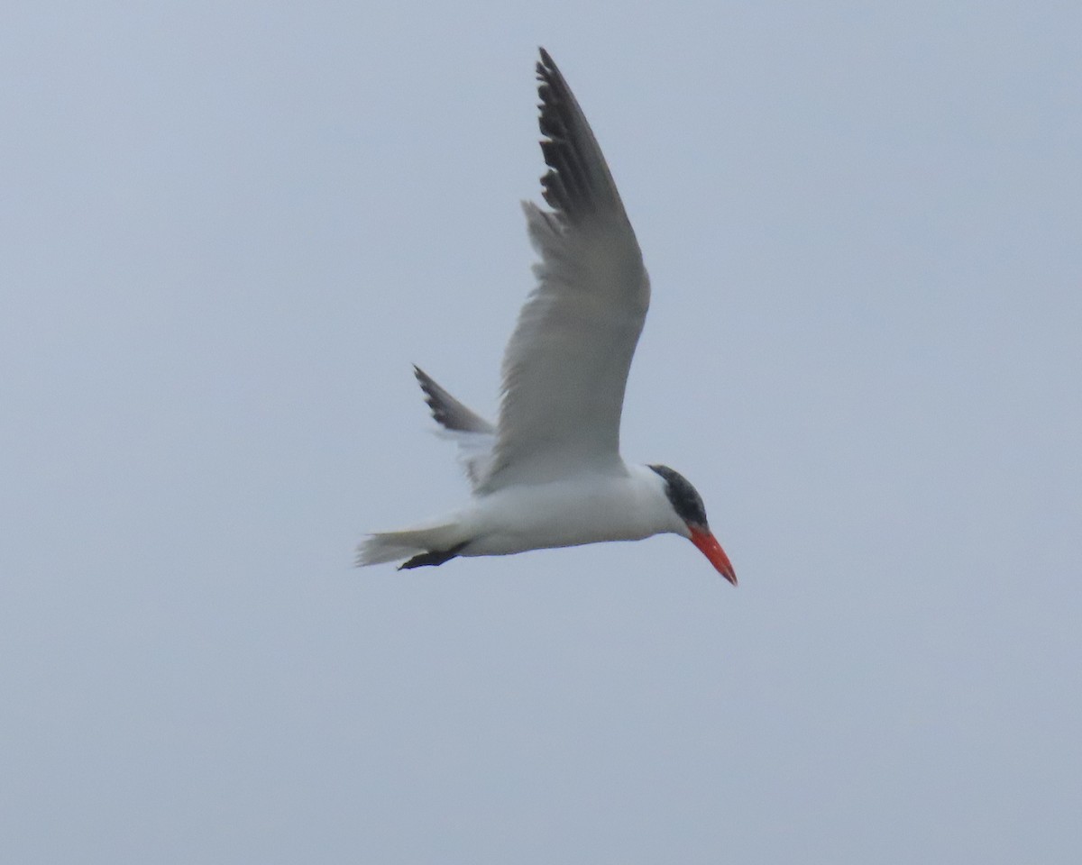 Caspian Tern - ML642838694