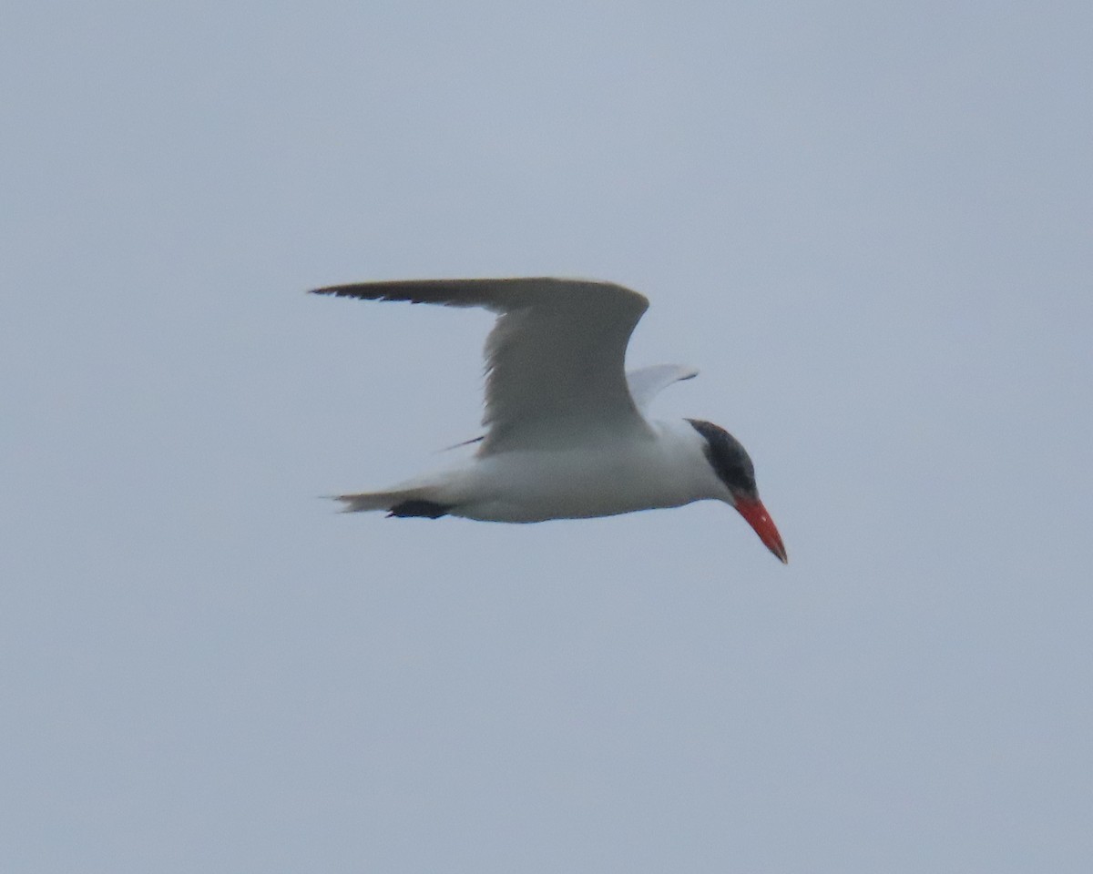 Caspian Tern - ML642838695