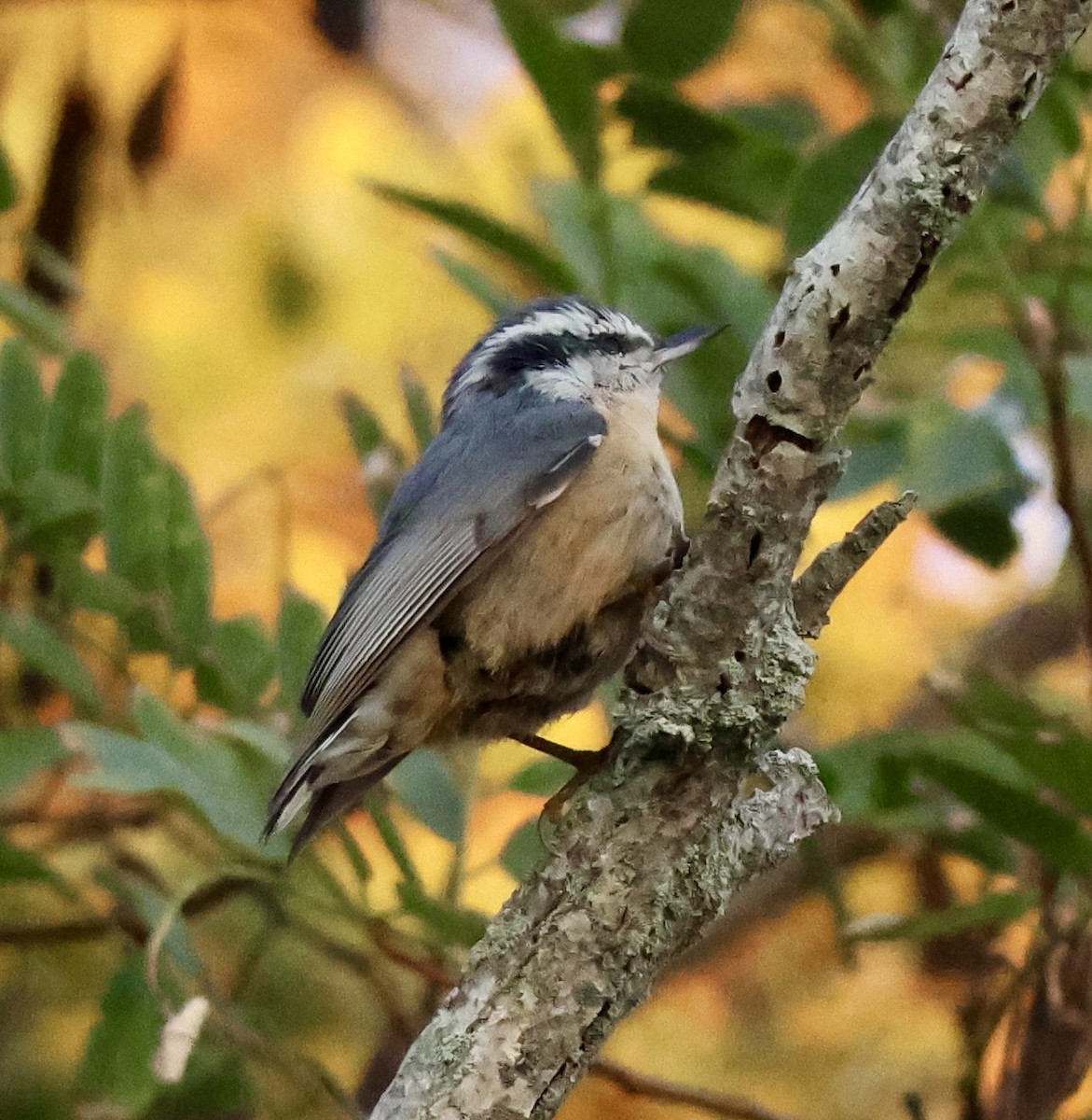 Red-breasted Nuthatch - ML642838697