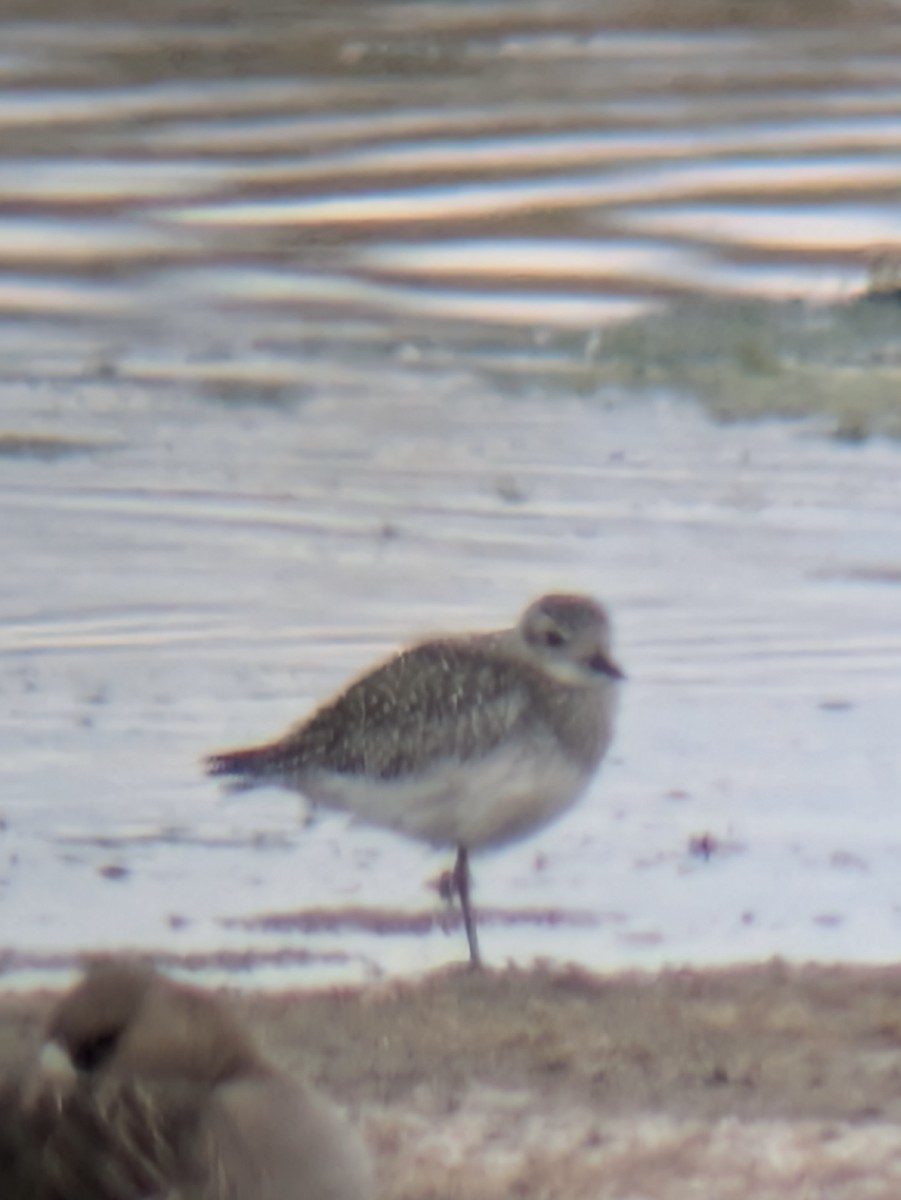 Black-bellied Plover - ML642838699