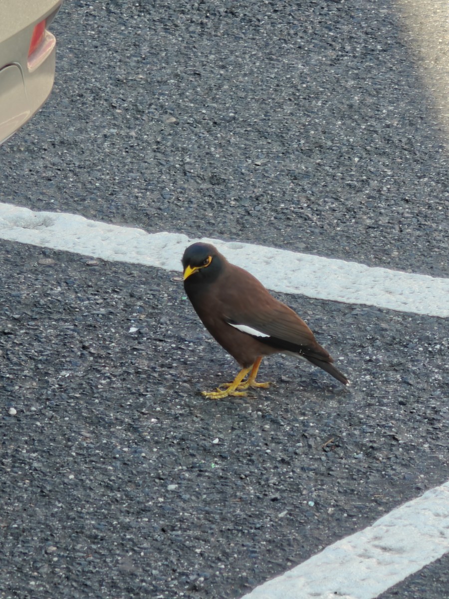 Common Myna - ML642838701