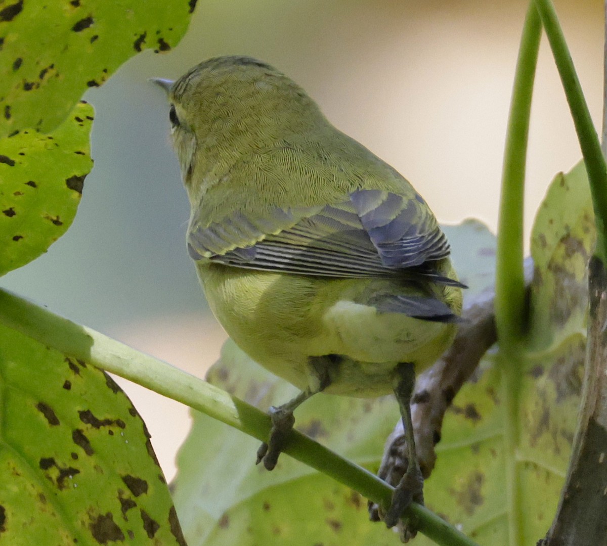 Tennessee Warbler - ML642838703