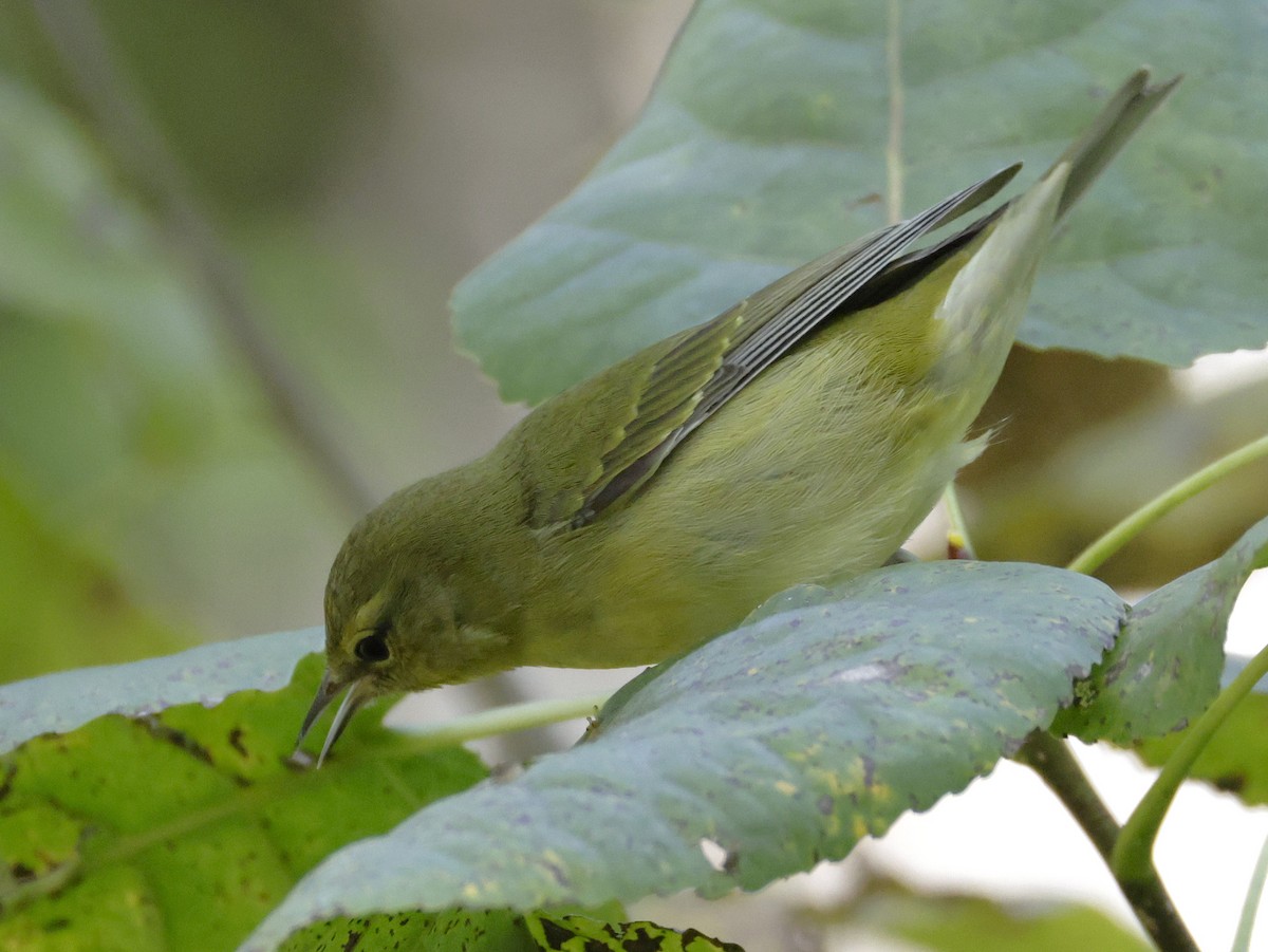 Tennessee Warbler - ML642838704