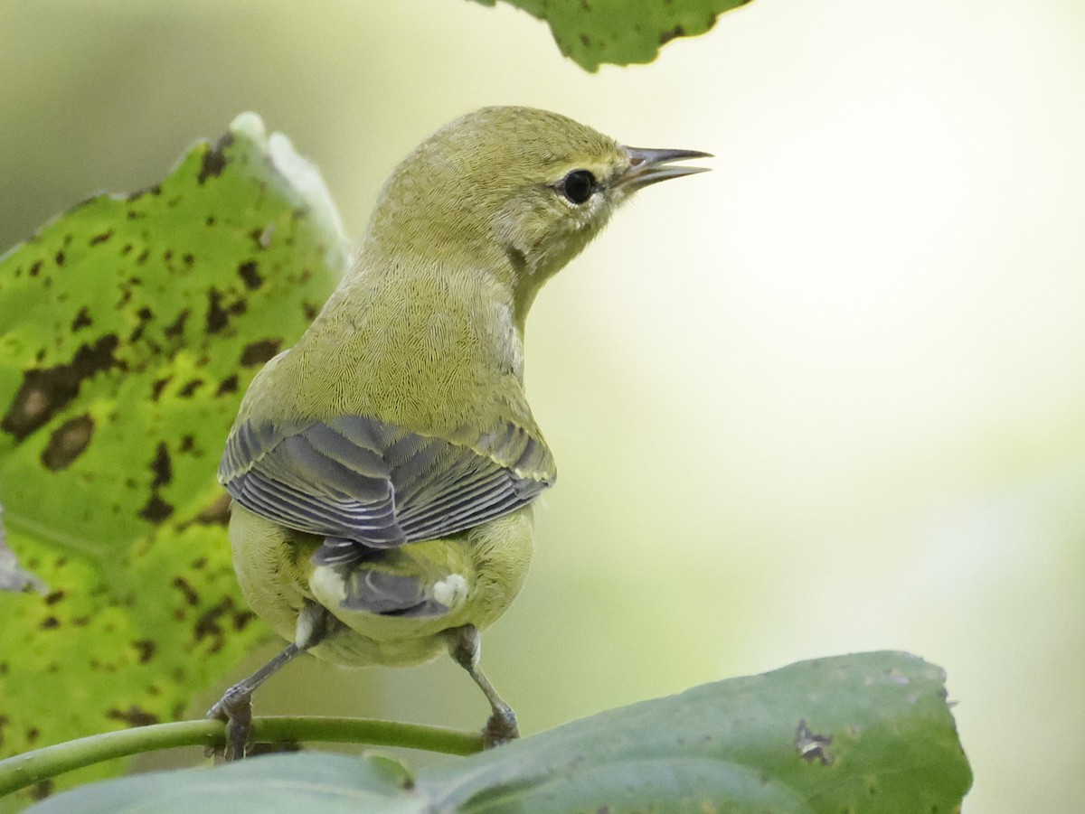 Tennessee Warbler - ML642838705