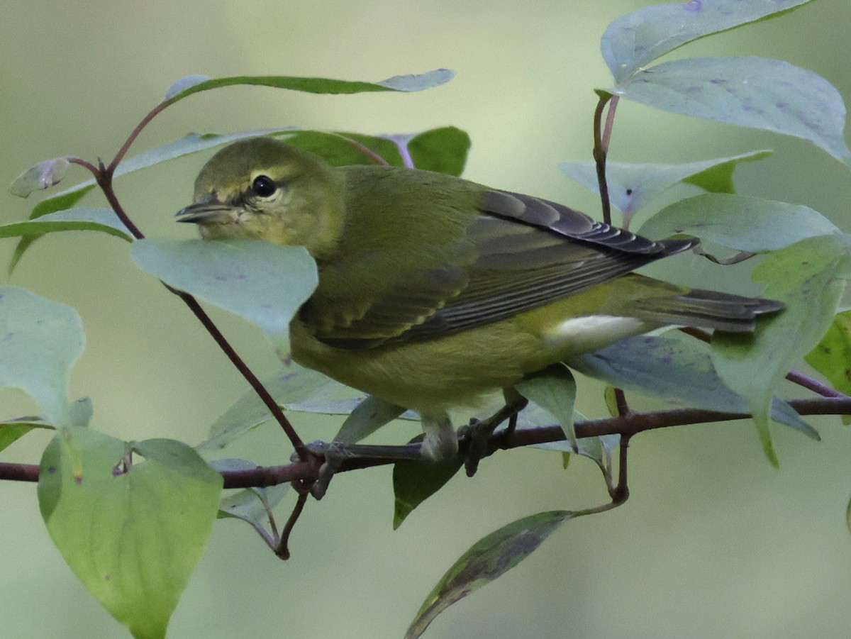 Tennessee Warbler - ML642838706