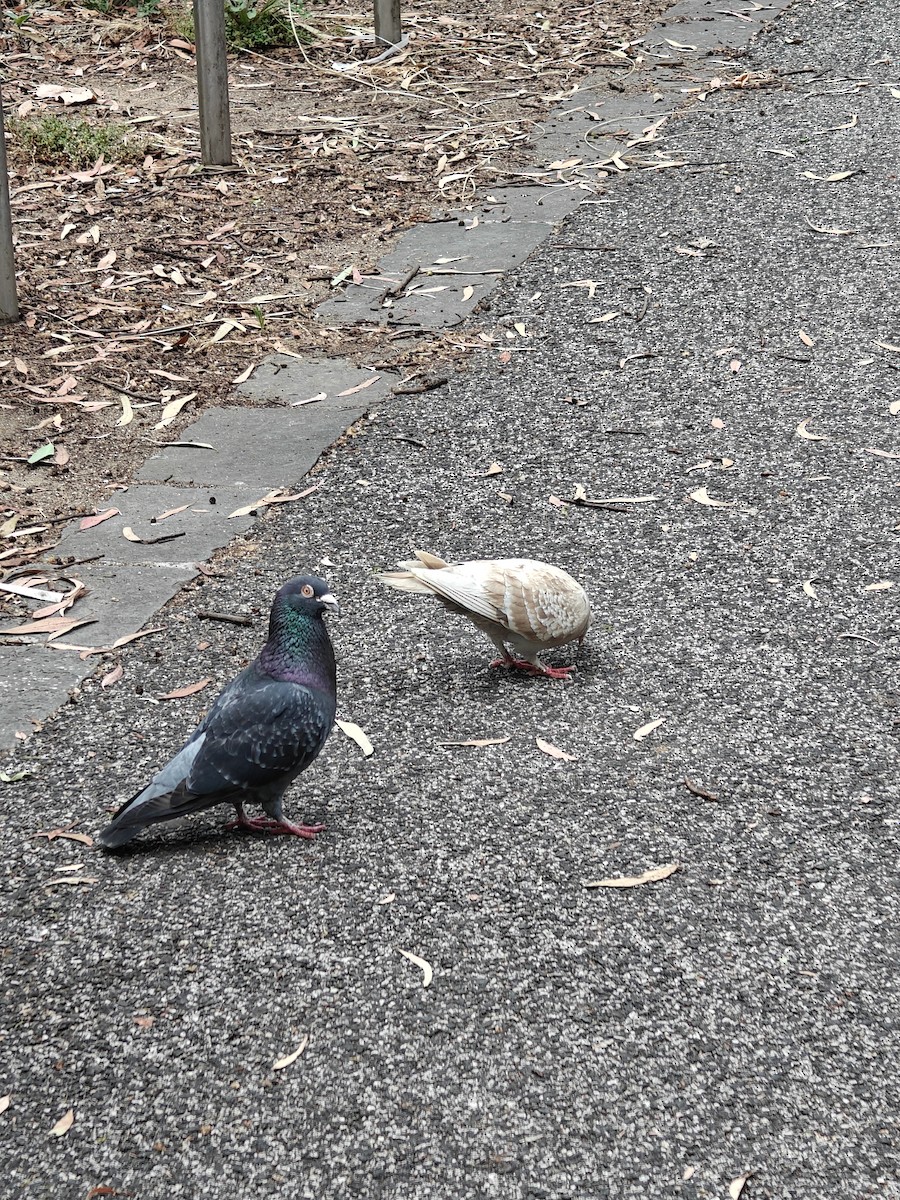 Rock Pigeon (Feral Pigeon) - ML642838708