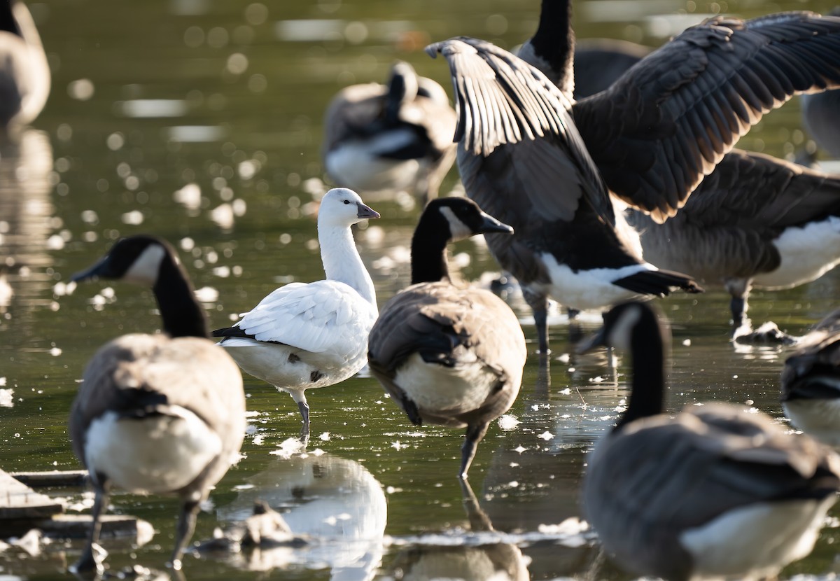 Ross's Goose - ML642838709