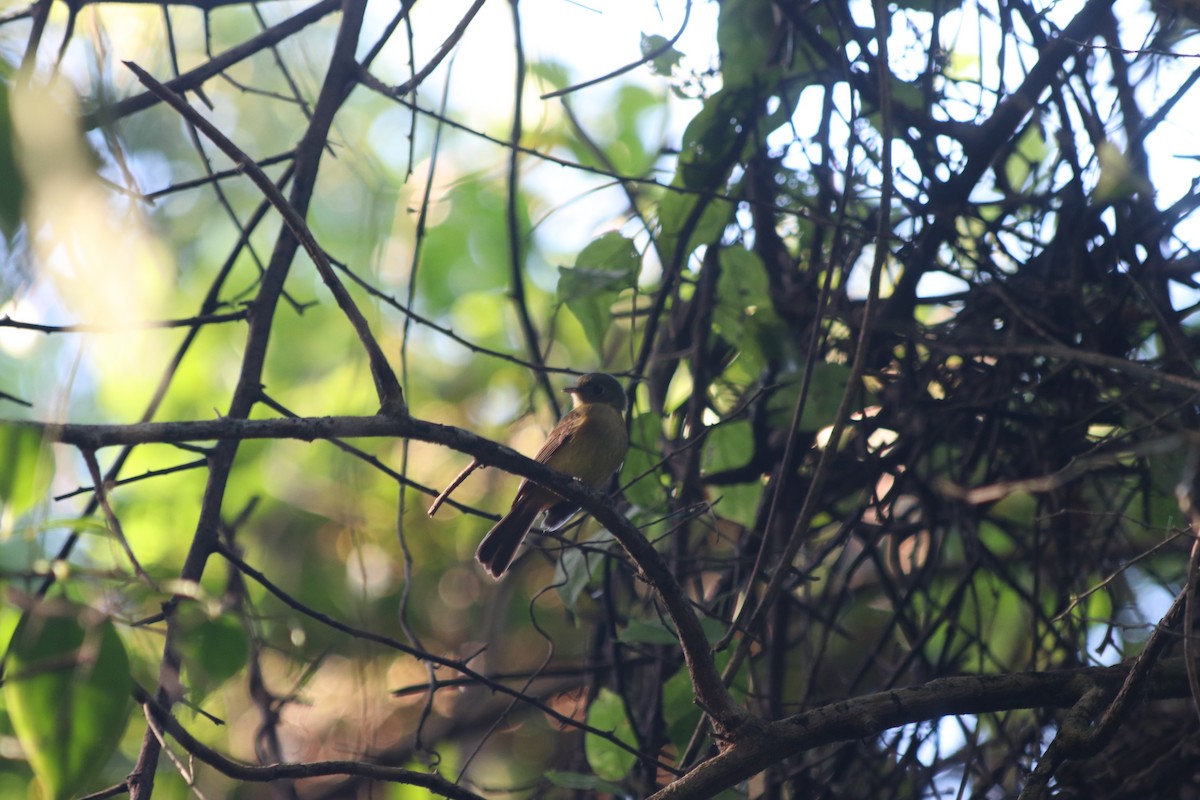 Whiskered Flycatcher - ML642838710