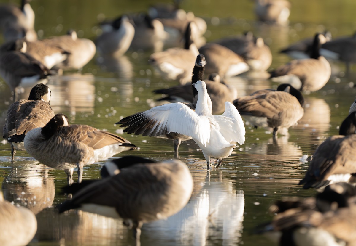 Ross's Goose - ML642838711