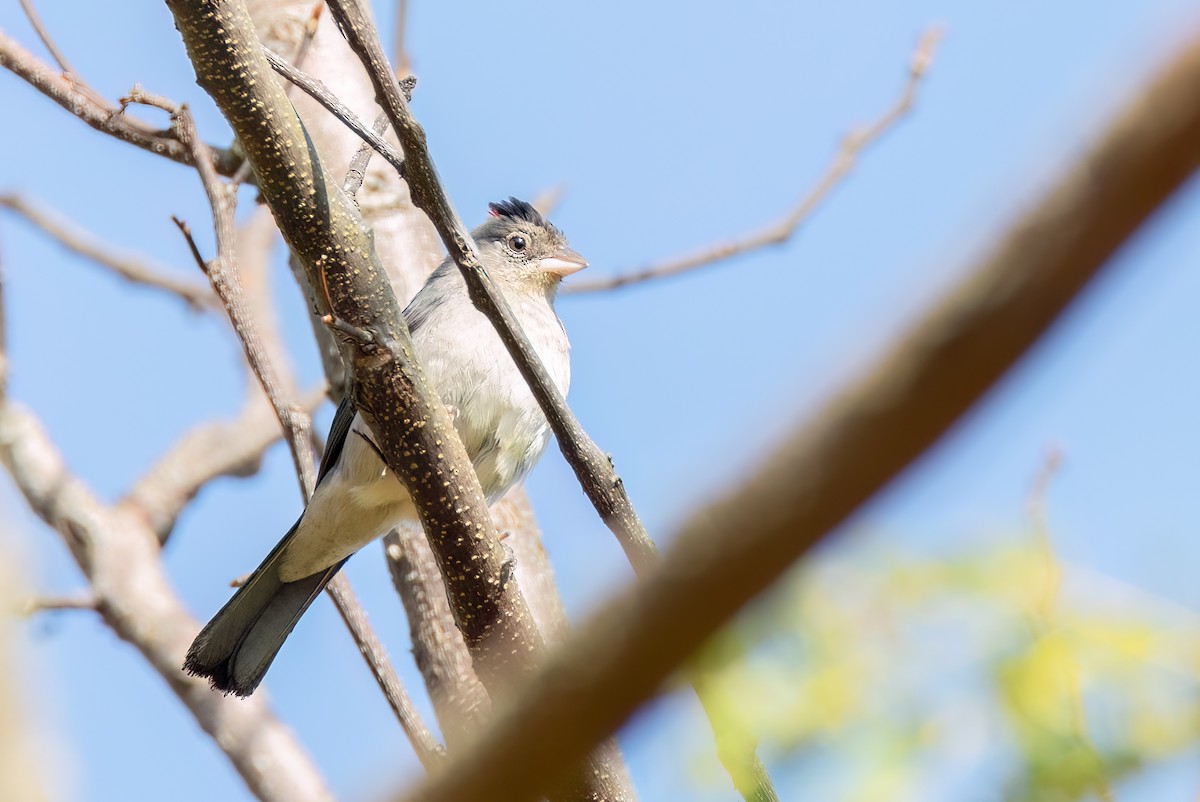 Pileated Finch - ML642838712