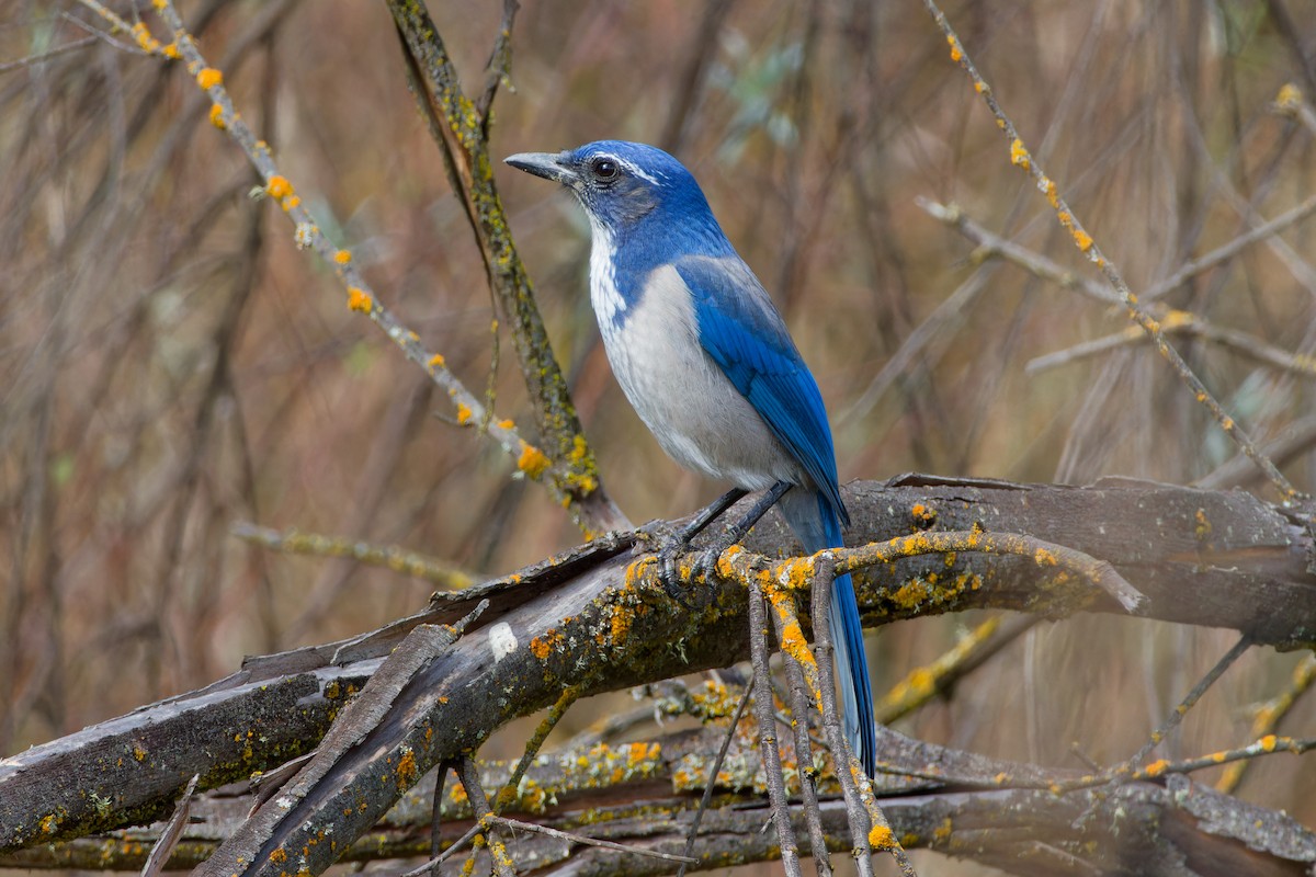 California Scrub-Jay - ML642838713