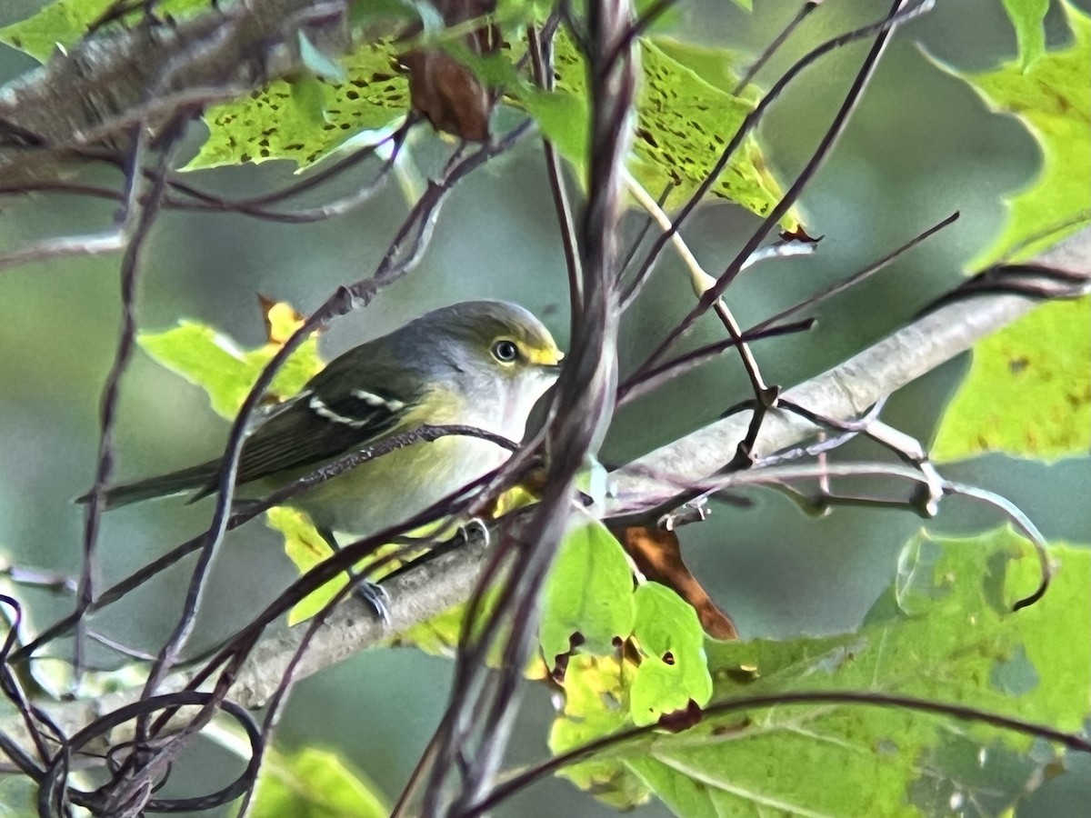 White-eyed Vireo - ML642838717