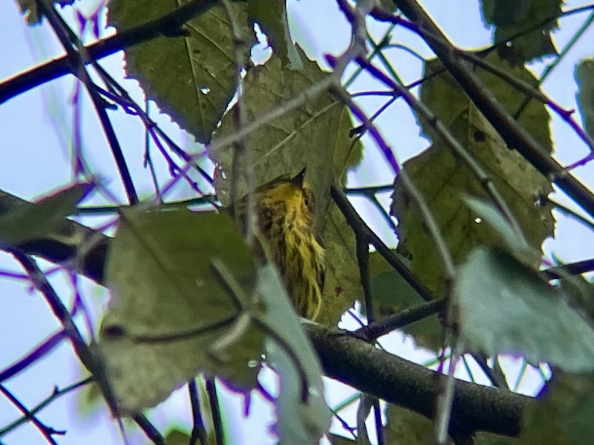 Cape May Warbler - ML642838718
