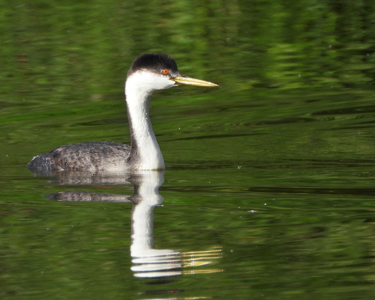 Western Grebe - ML642838721
