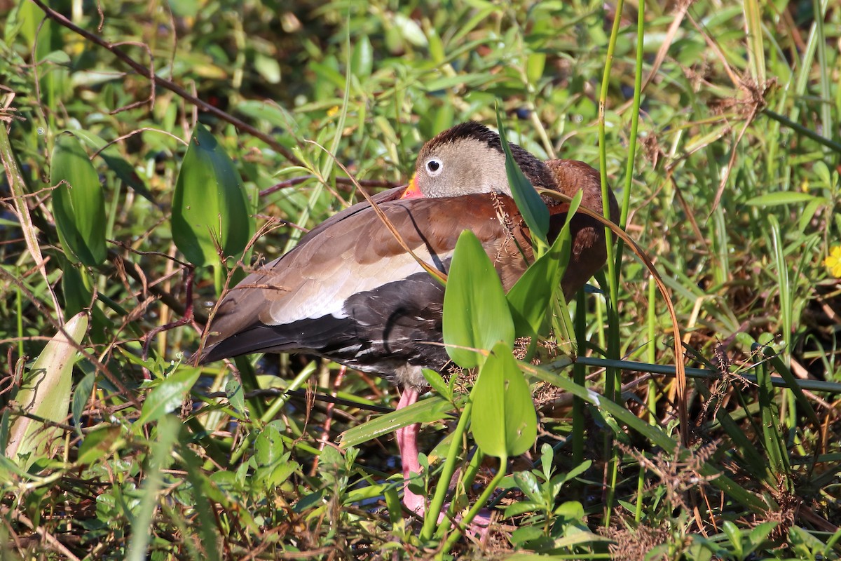 Black-bellied Whistling-Duck - ML642838722