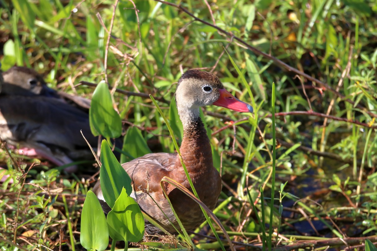 Black-bellied Whistling-Duck - ML642838723