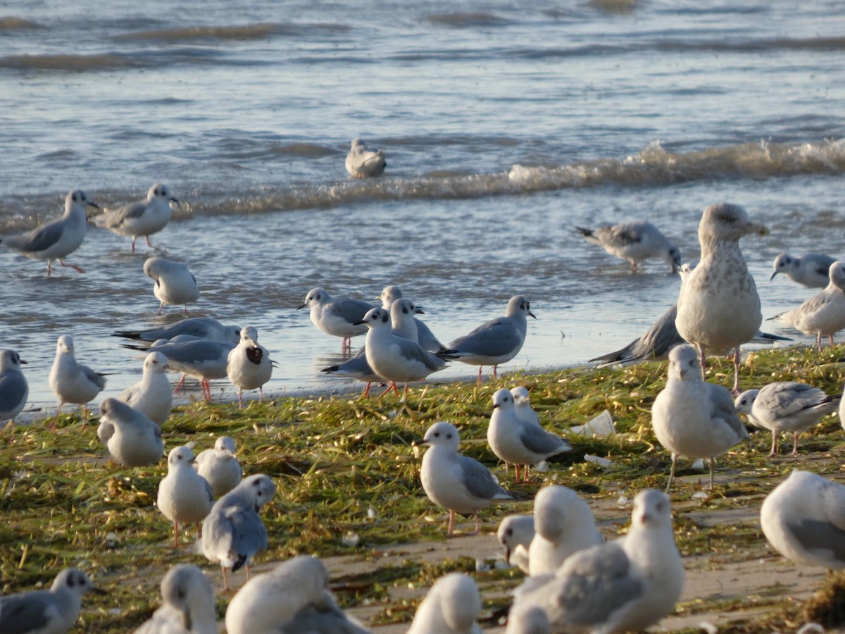 Bonaparte's Gull - ML642838724
