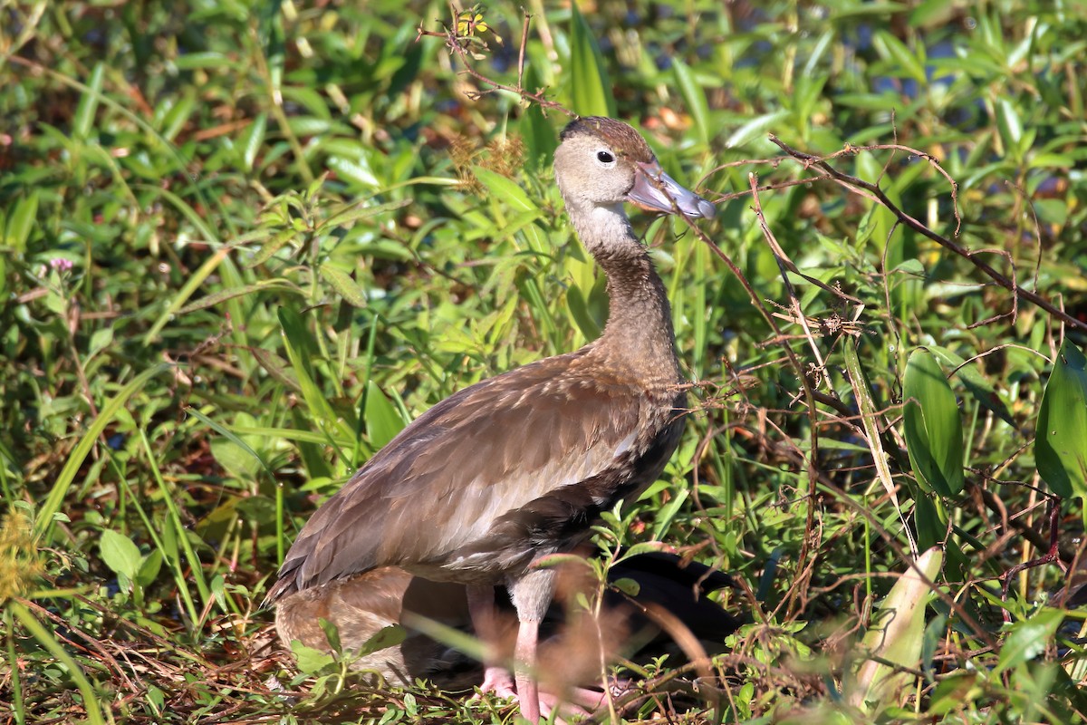 Black-bellied Whistling-Duck - ML642838725